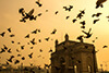 Sounds pigeons Gateway of india british King George V queen mary 1911. Apollo bunder south mumbai arabian sea taj Mahal palace